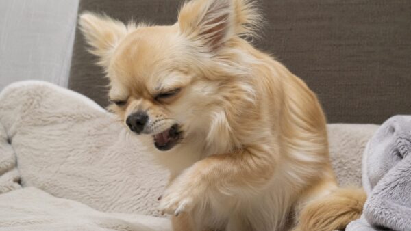 ケンネルコフ 若齢犬の咳　ペットショップ・ブリーダーから迎え入れたあとに咳症状