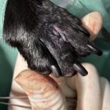 犬　指間腫瘤　繰り返し腫れる
