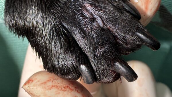 犬　指間腫瘤　繰り返し腫れる
