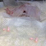猫　膀胱腫瘤　尿管閉塞　膀胱全摘出術　尿管腹壁瘻　腎数値