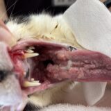 猫　口が痛くて食べられない　歯肉炎